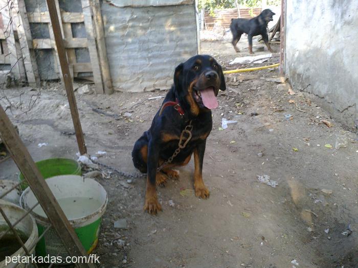 maya Dişi Rottweiler