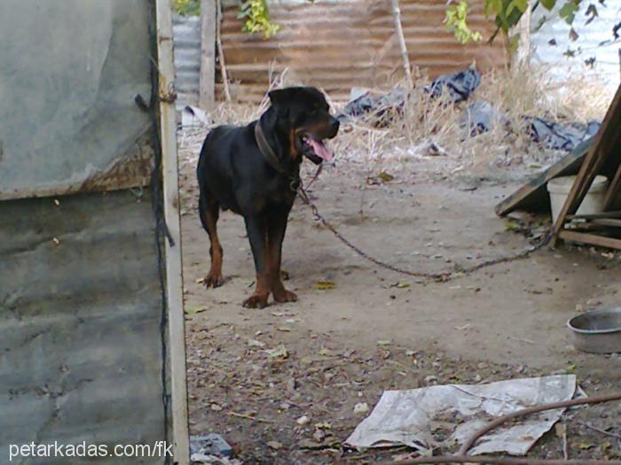 kral Erkek Rottweiler