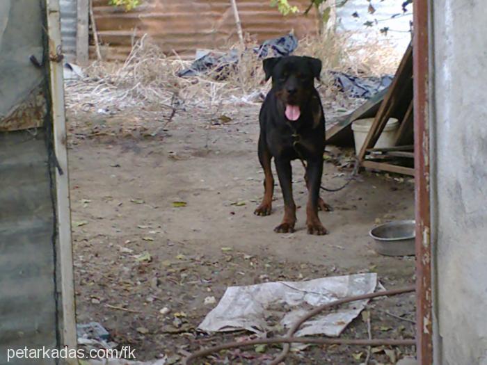 kral Erkek Rottweiler