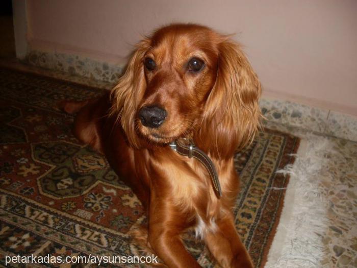 hera Dişi İngiliz Cocker Spaniel