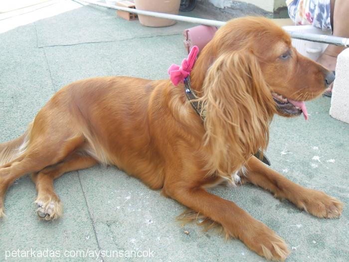 hera Dişi İngiliz Cocker Spaniel