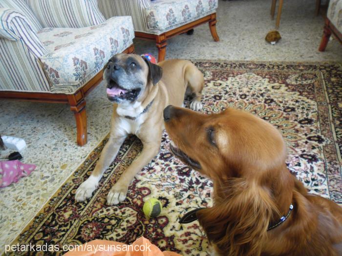 hera Dişi İngiliz Cocker Spaniel