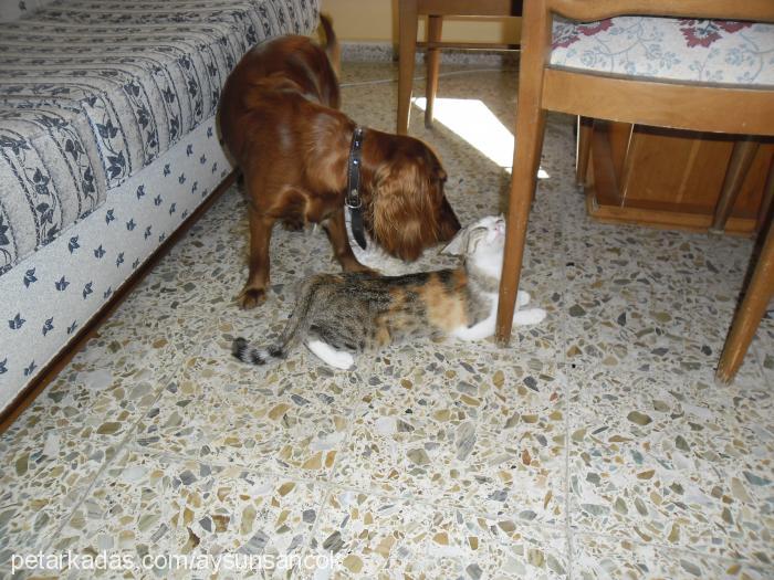 hera Dişi İngiliz Cocker Spaniel