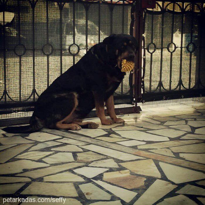 bonie Dişi Rottweiler