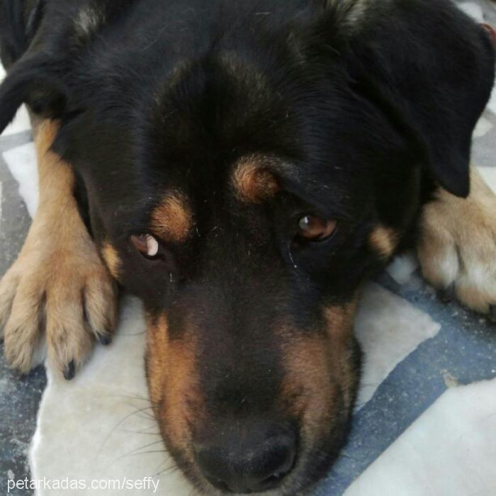 bonie Dişi Rottweiler