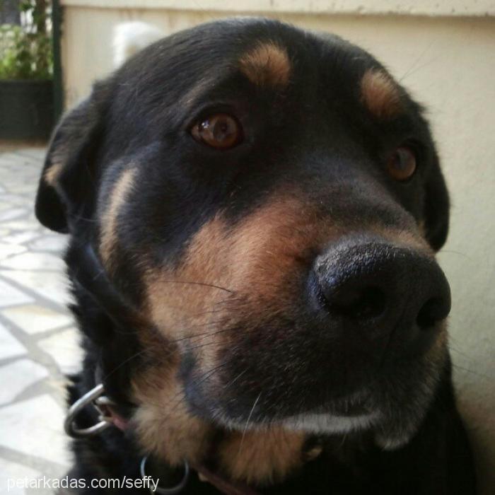 bonie Dişi Rottweiler