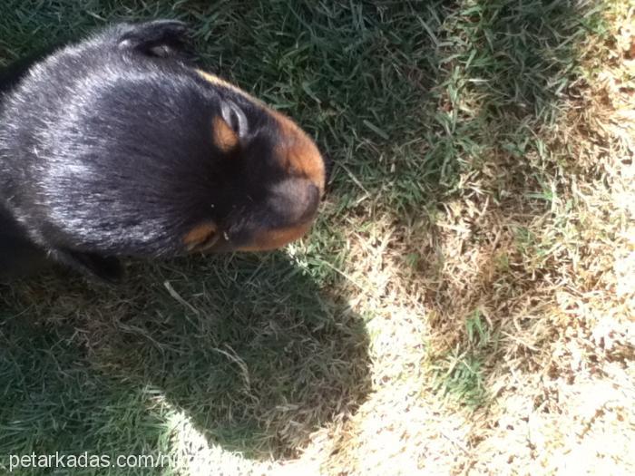 daisy Dişi Rottweiler