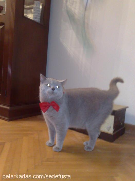 yulaf Erkek British Shorthair