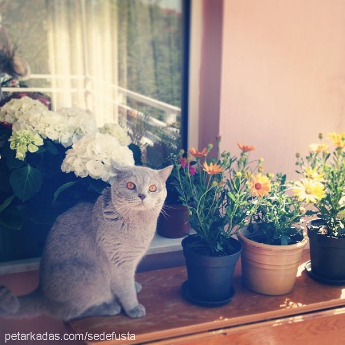 yulaf Erkek British Shorthair