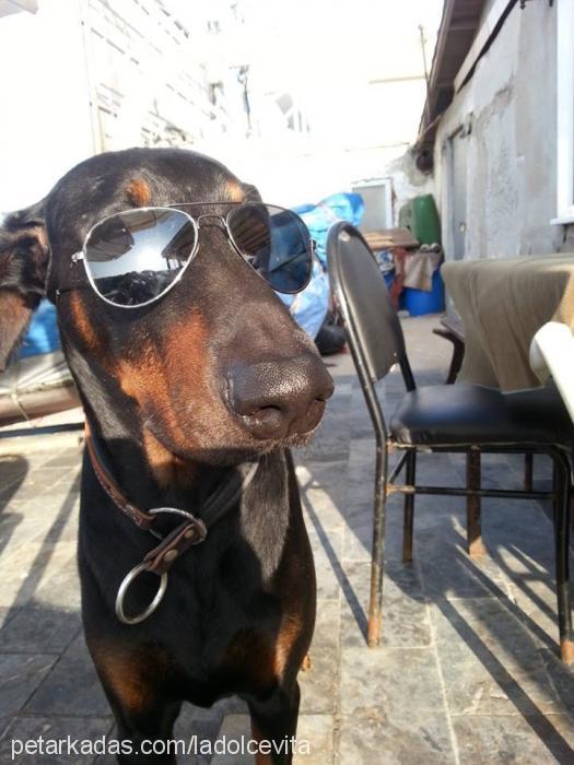 afro Erkek Doberman Pinscher