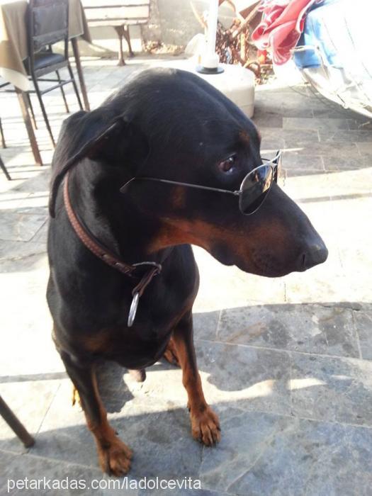 afro Erkek Doberman Pinscher