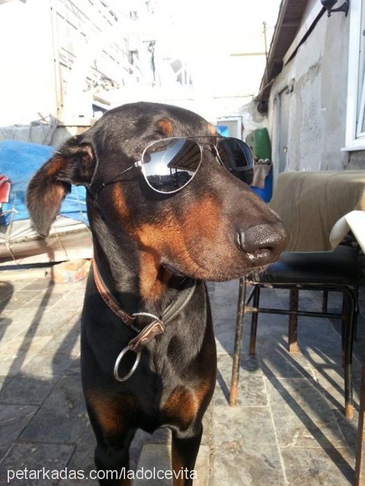 afro Erkek Doberman Pinscher