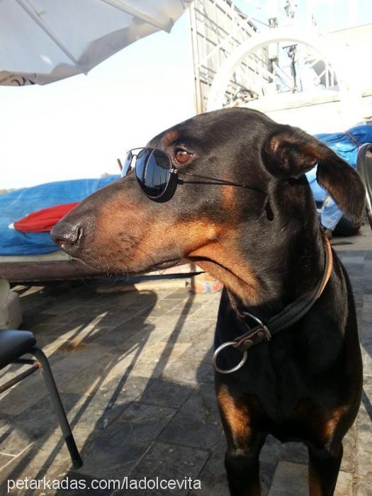 afro Erkek Doberman Pinscher