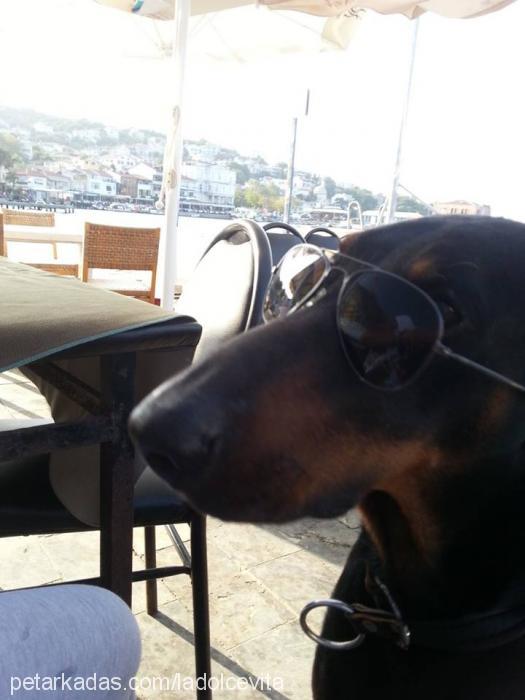 afro Erkek Doberman Pinscher