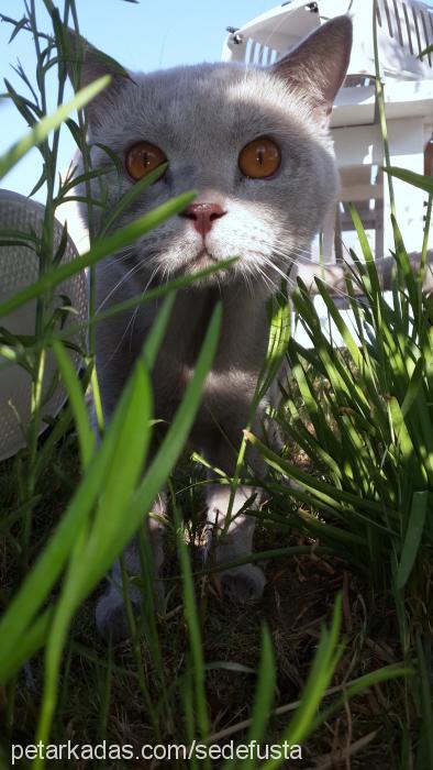 yulaf Erkek British Shorthair