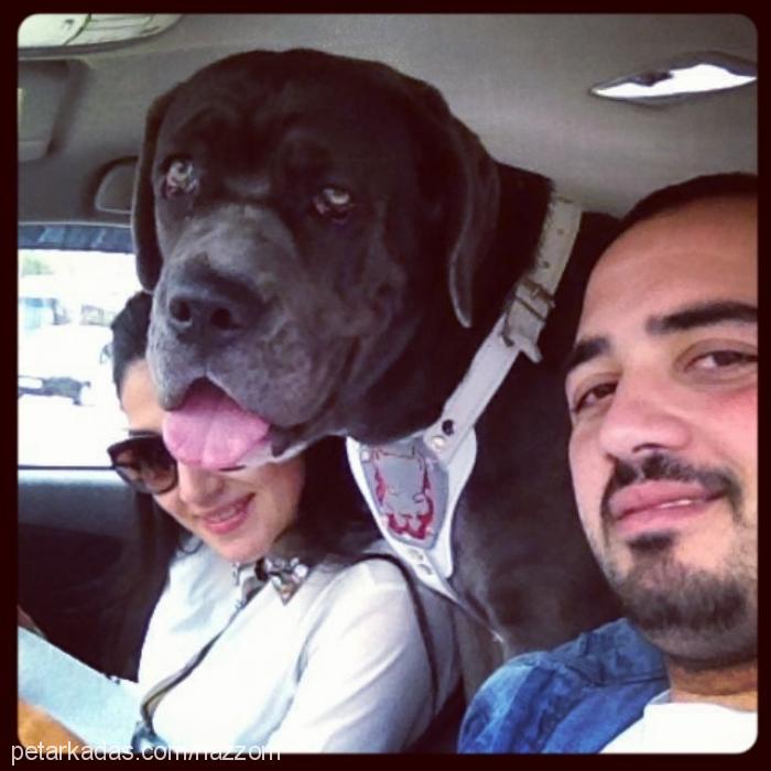 nazar Dişi Cane Corso Italiano