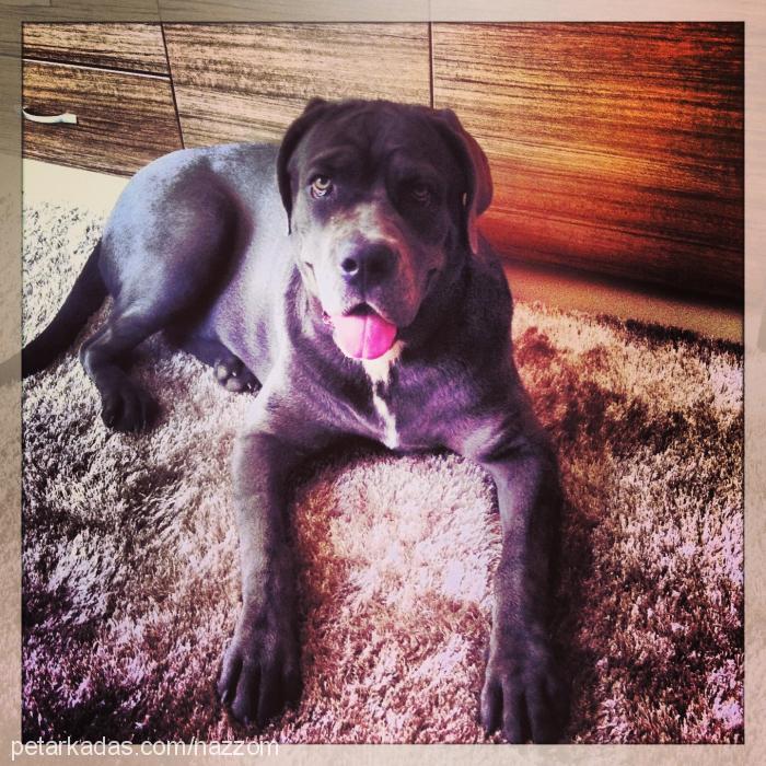 nazar Dişi Cane Corso Italiano