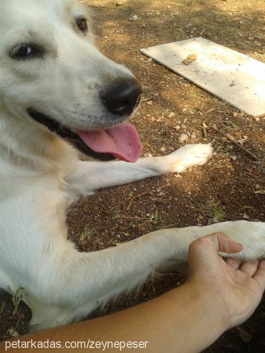 daisy Dişi Golden Retriever