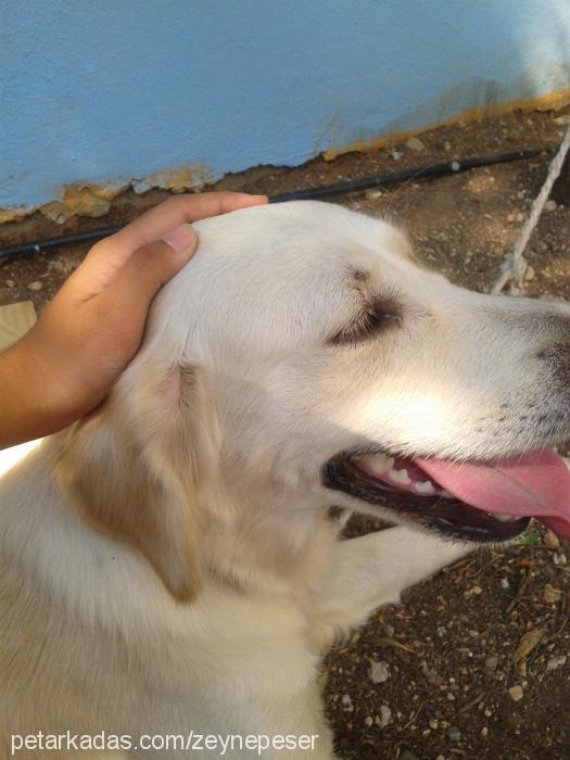 daisy Dişi Golden Retriever