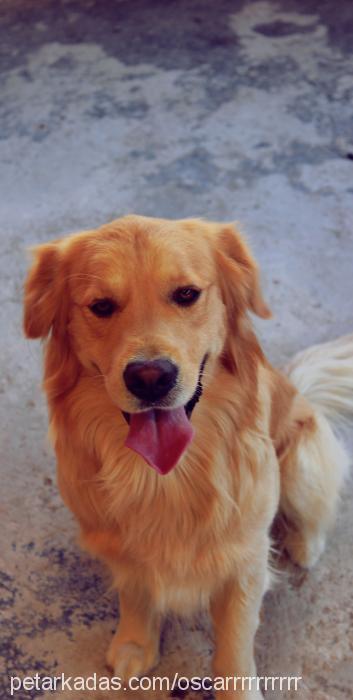 oscar Erkek Golden Retriever