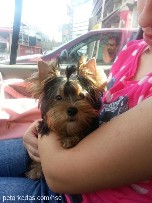 dİdoprometheuss Erkek Yorkshire Terrier