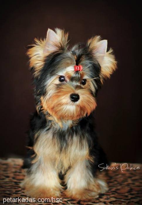 dİdoprometheuss Erkek Yorkshire Terrier