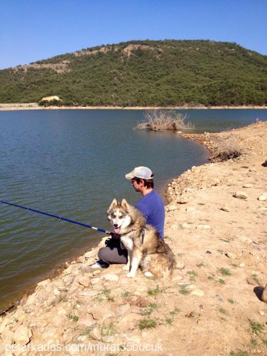 kirli Erkek Alaskan Malamute