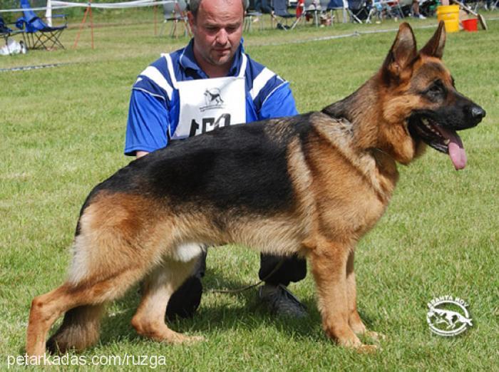 oscarvomteamrad Erkek Alman Çoban Köpeği