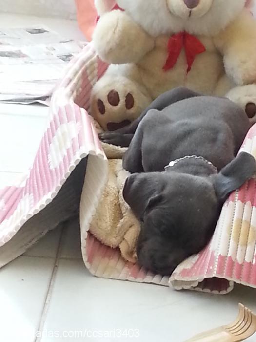 tina Dişi Cane Corso Italiano