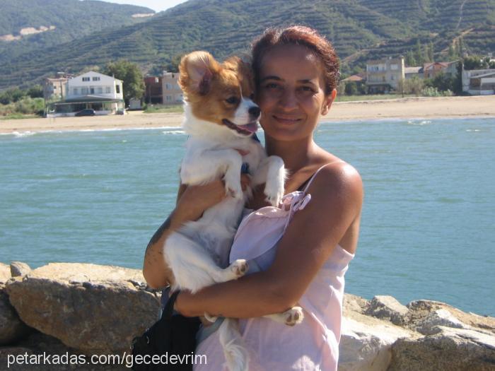 Çakıl Dişi Cavalier King Charles Spanieli