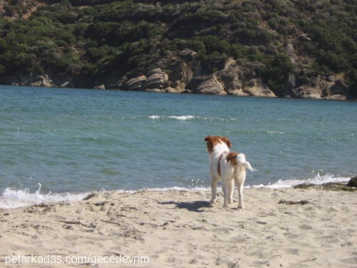 Çakıl Dişi Cavalier King Charles Spanieli