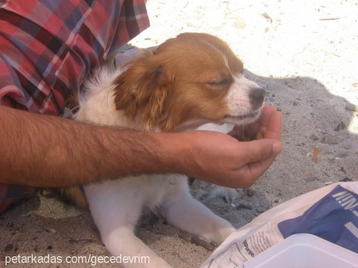 Çakıl Dişi Cavalier King Charles Spanieli