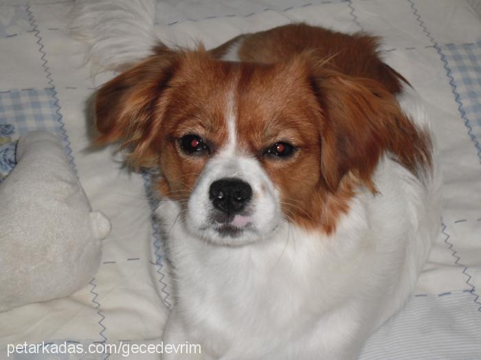 Çakıl Dişi Cavalier King Charles Spanieli