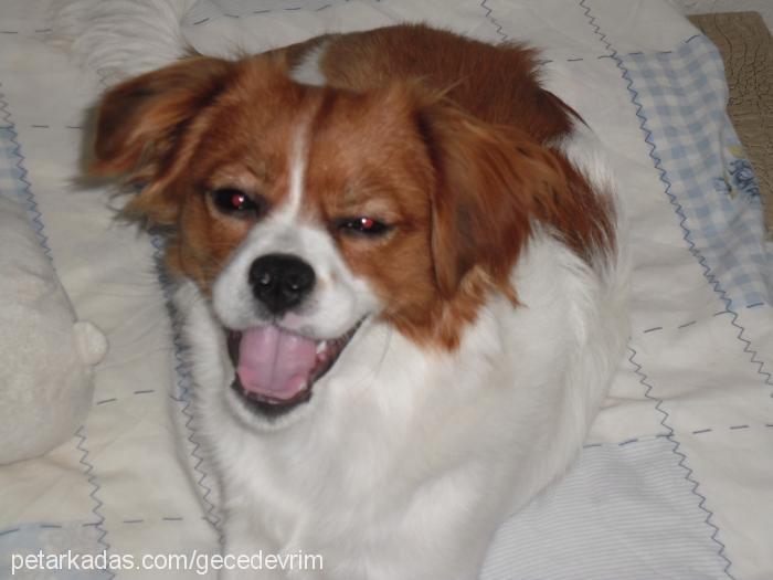 Çakıl Dişi Cavalier King Charles Spanieli