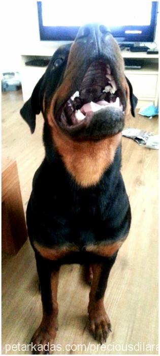 precious Dişi Rottweiler