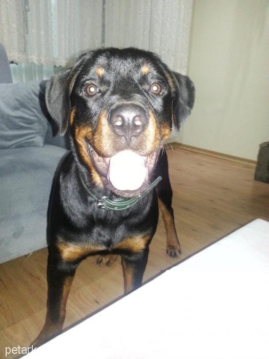 precious Dişi Rottweiler