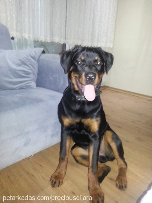 precious Dişi Rottweiler