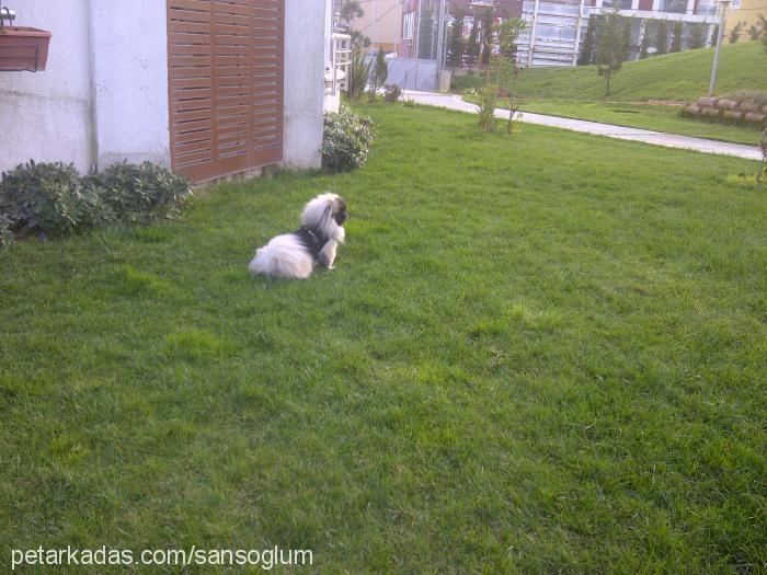 şans Erkek Pekingese