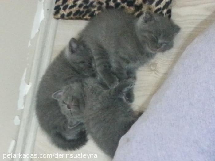 duman Dişi Scottish Fold