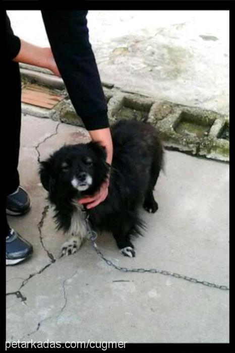 puppy Dişi Amerikan Cocker Spaniel