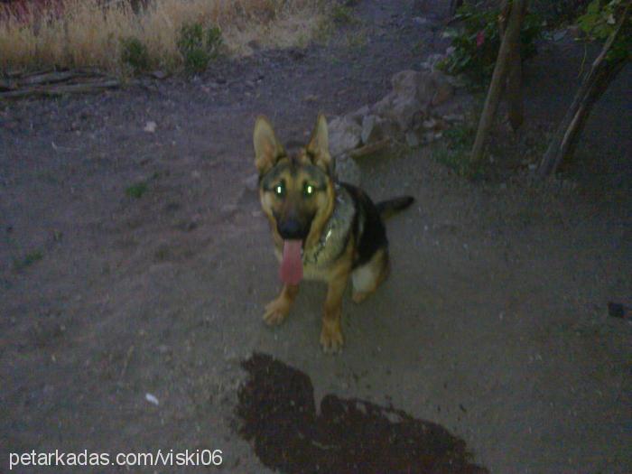 garİp Erkek Alman Çoban Köpeği