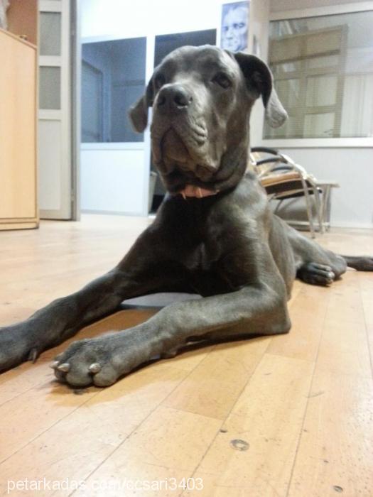 tina Dişi Cane Corso Italiano