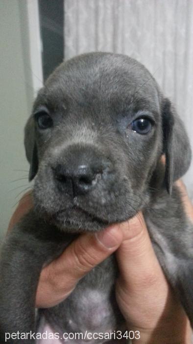 tina Dişi Cane Corso Italiano