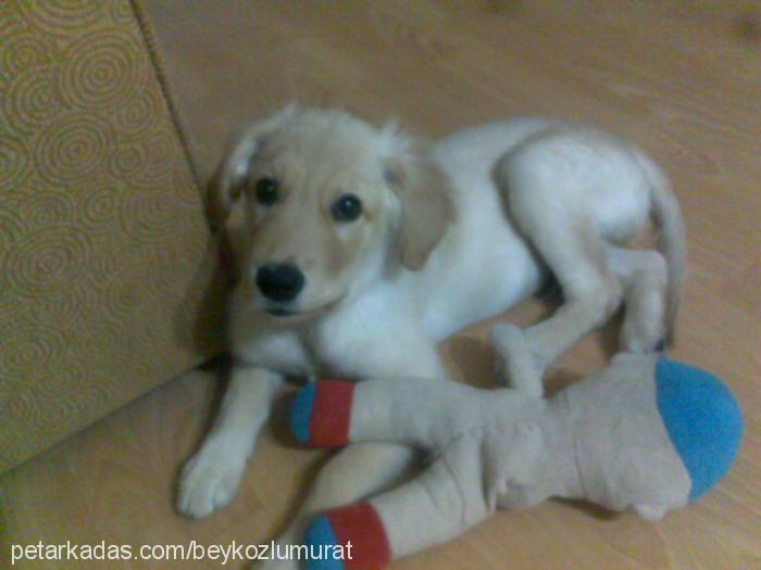 mex Erkek Golden Retriever