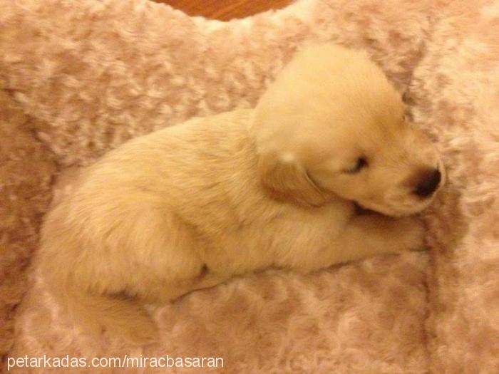 lokum Dişi Golden Retriever