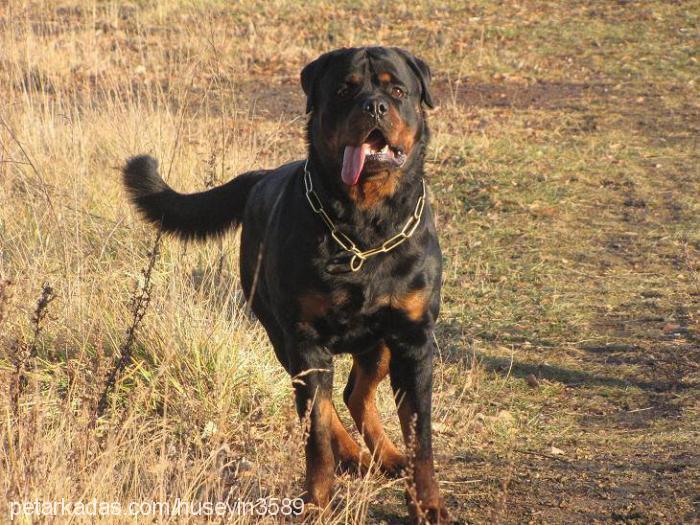 haydut Erkek Rottweiler