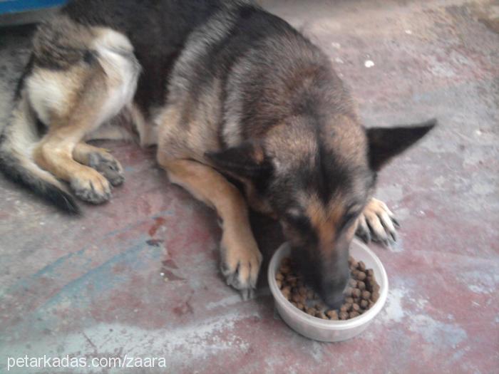 kurt Dişi Alman Çoban Köpeği