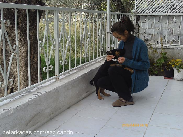 herkül Erkek Alman Çoban Köpeği