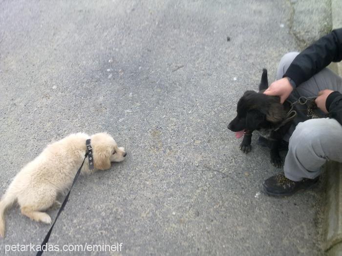 masal Dişi Golden Retriever