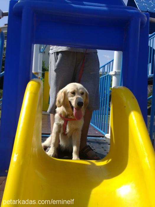 masal Dişi Golden Retriever